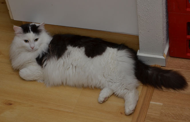 sibirisk katt