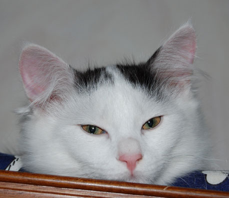 sibirisk katt