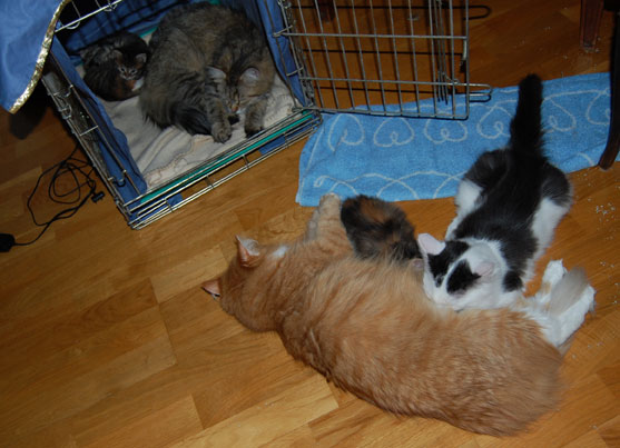 sibirisk kattungar