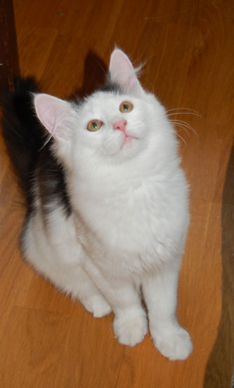 sibirisk katt