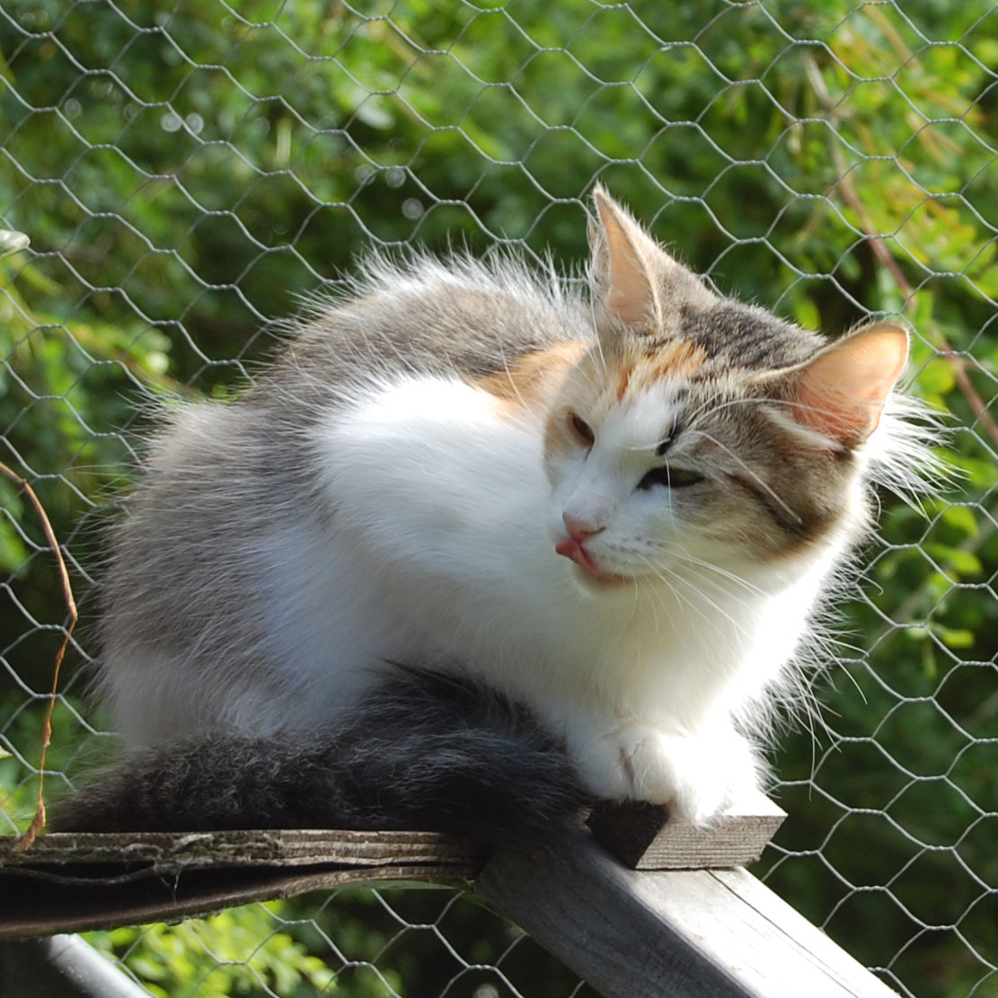 sibirisk katt Colbie