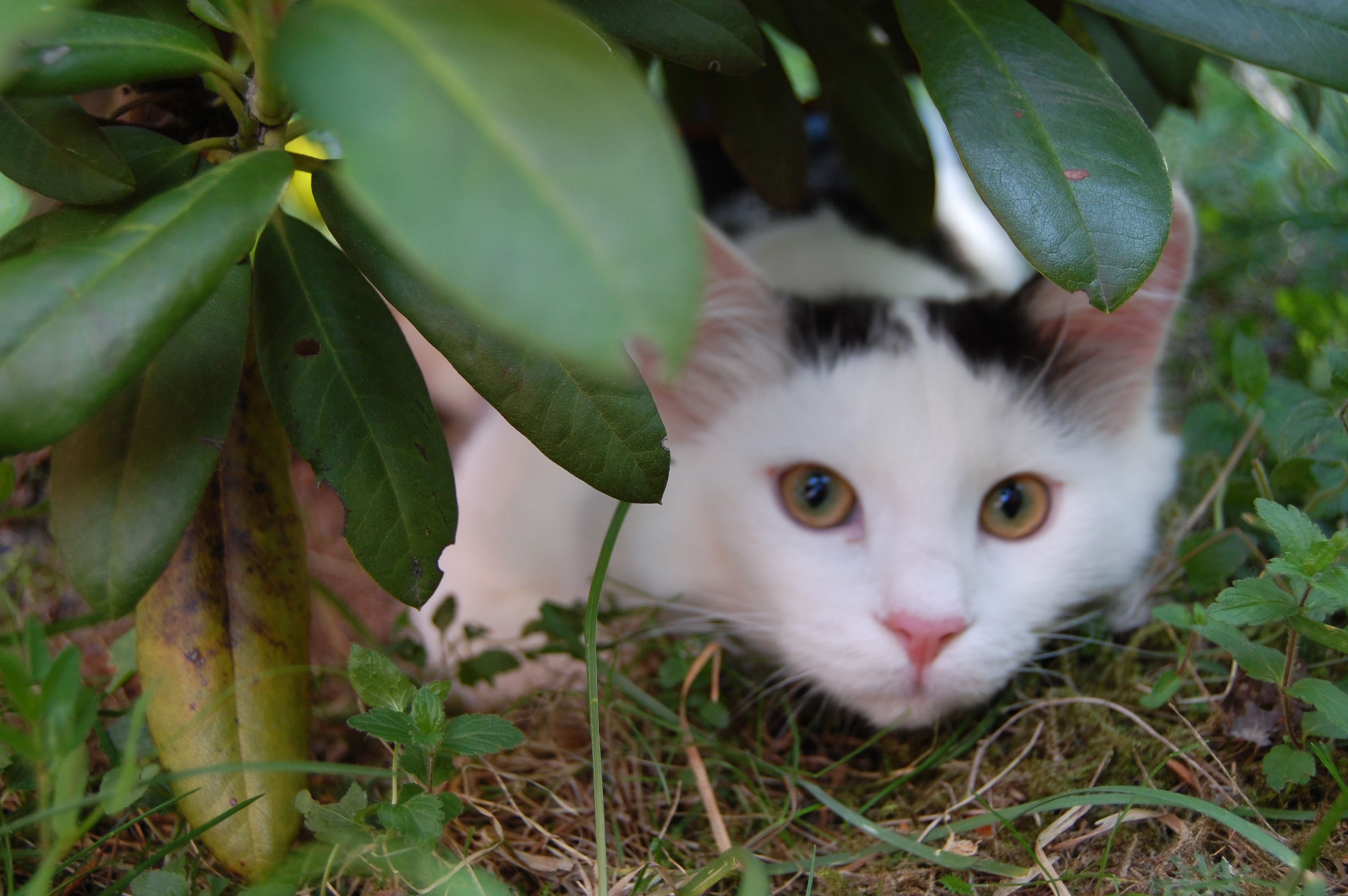 sibirisk katt