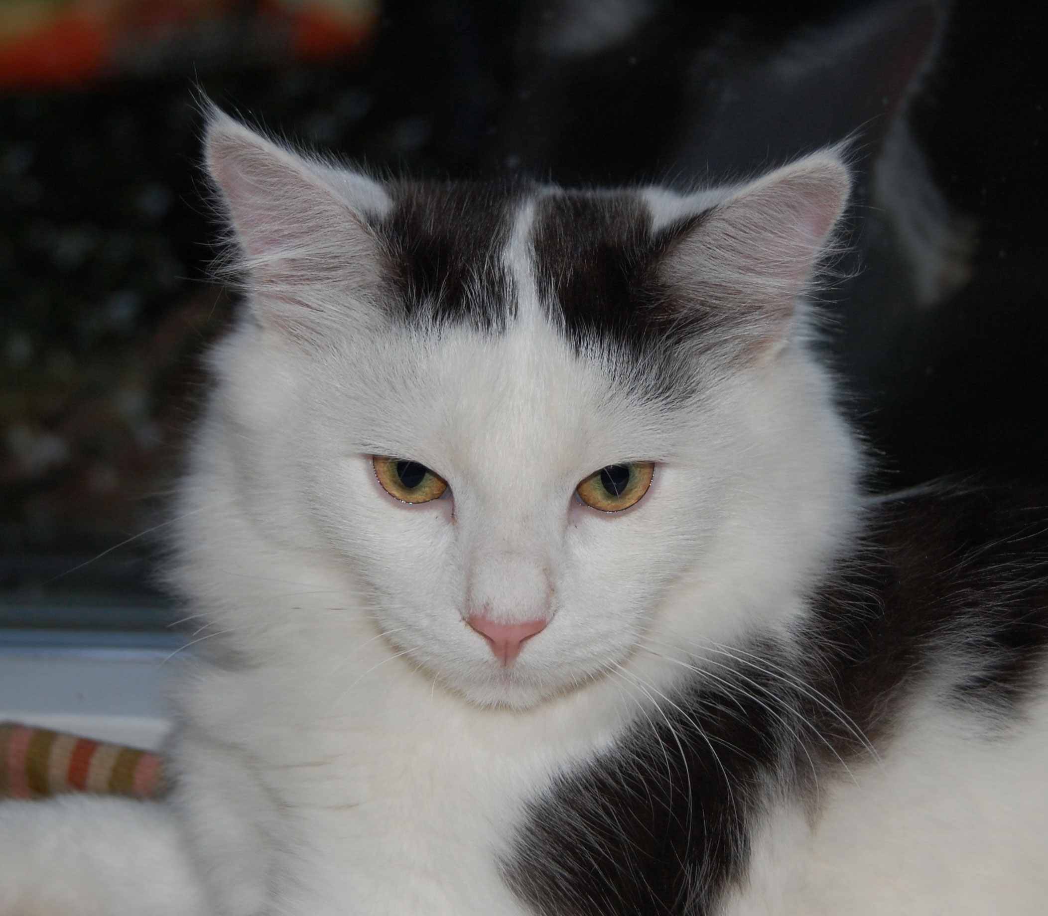 sibirisk katt