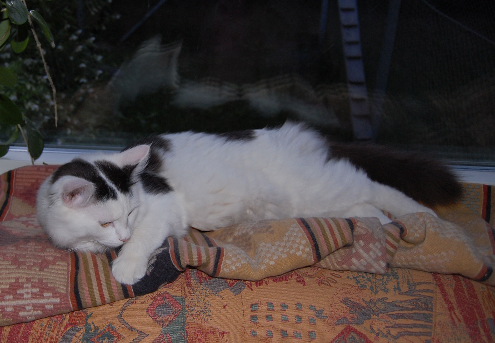 sibirisk katt