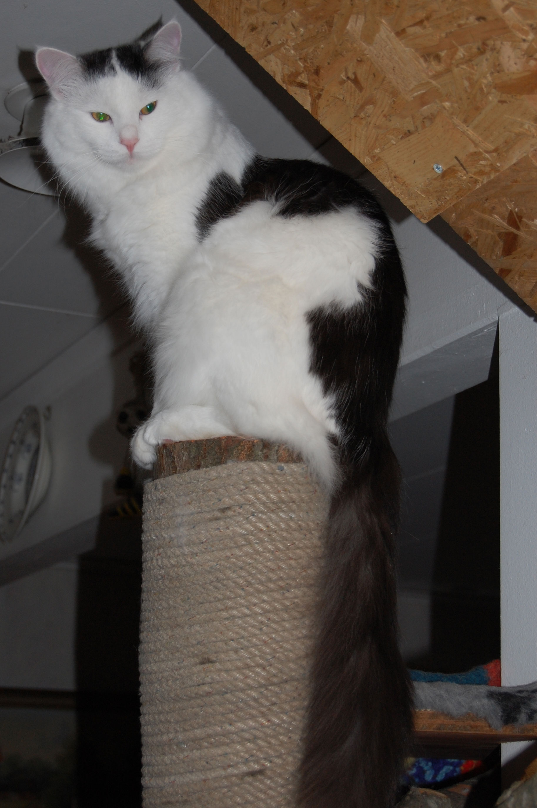 sibirisk katt