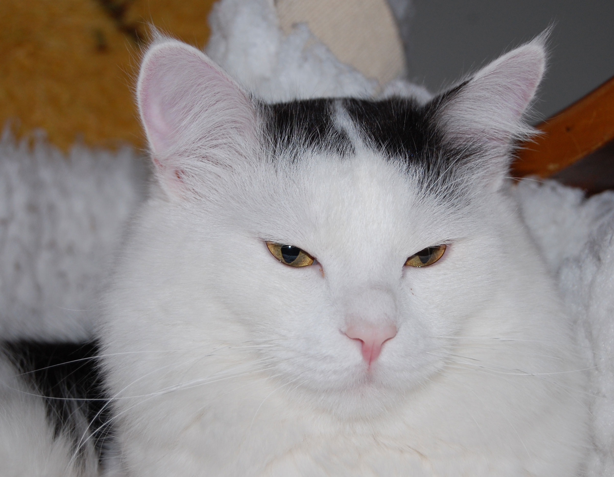 sibirisk katt