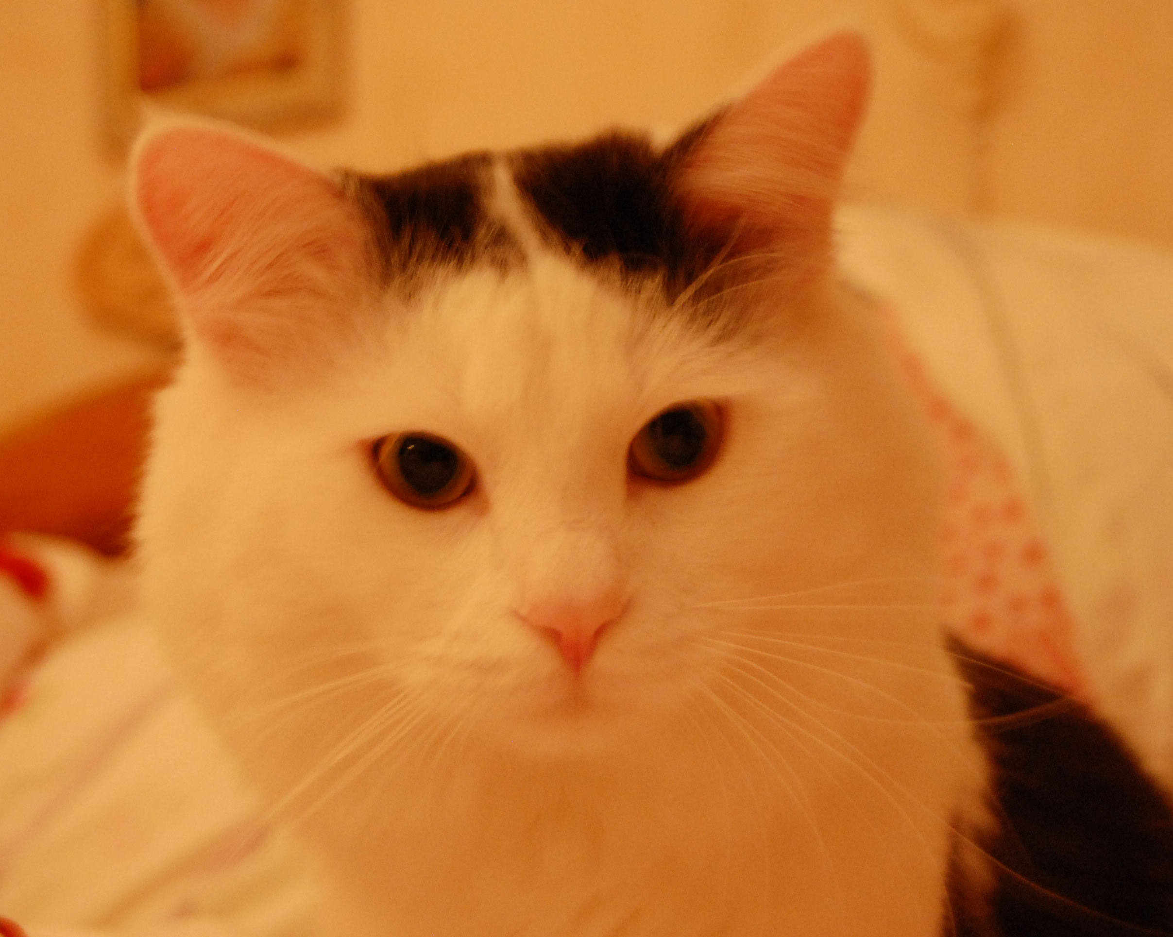 sibirisk katt
