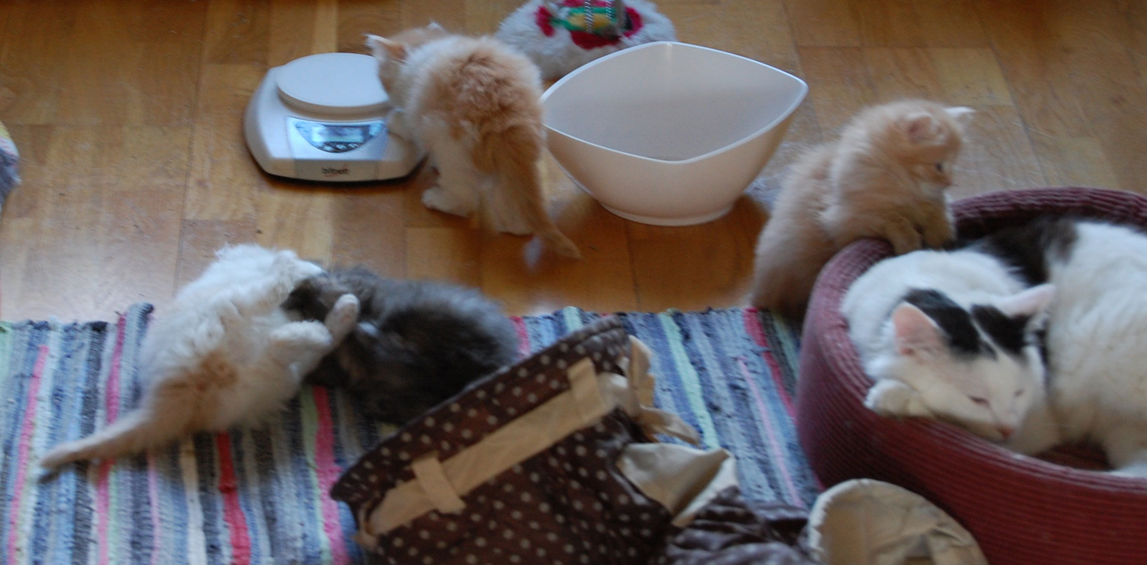 sibirisk kattungar med pappa