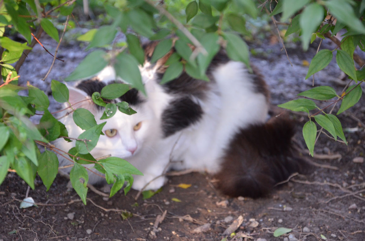 sibirisk katt