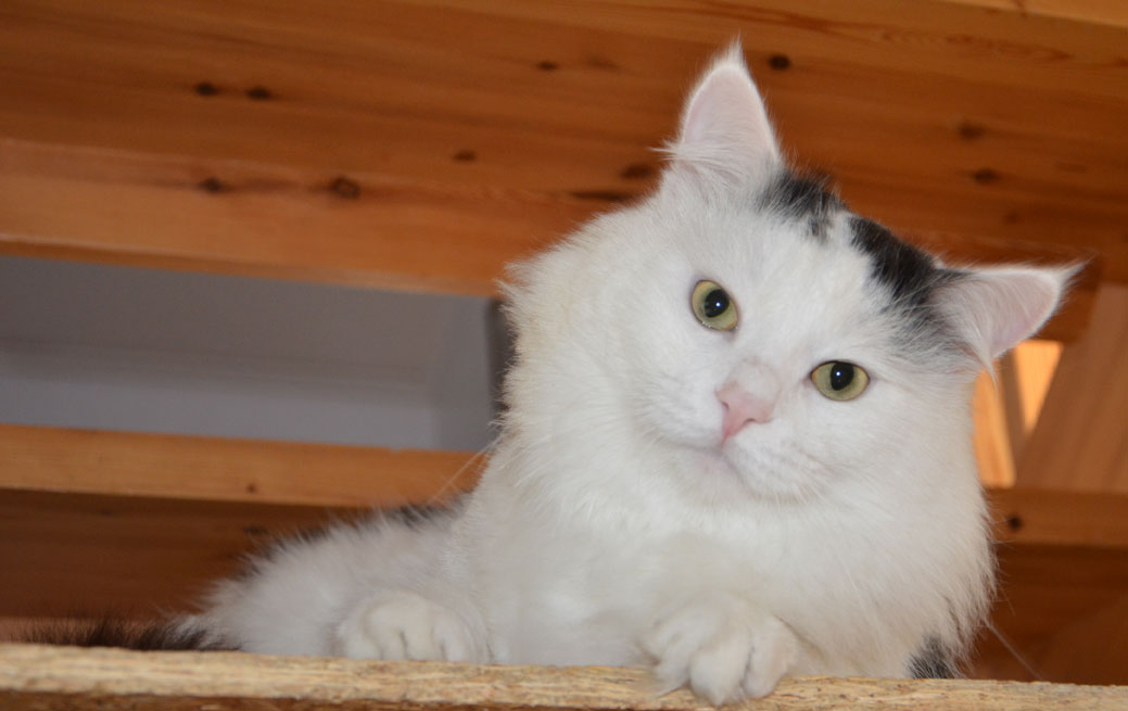 sibirisk katt