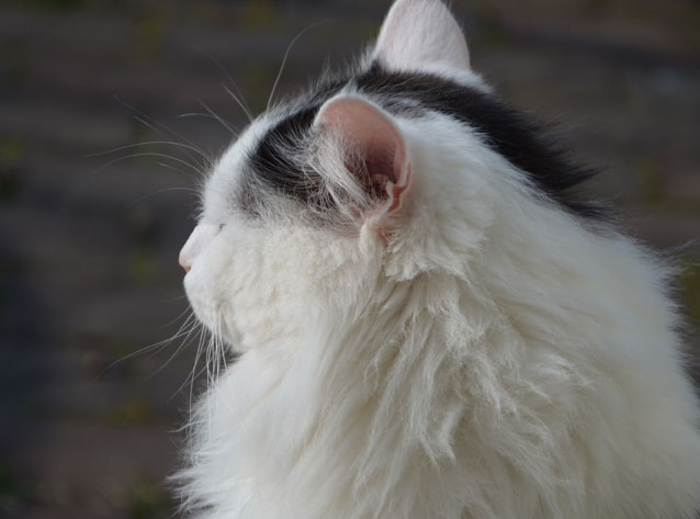 sibirisk katt