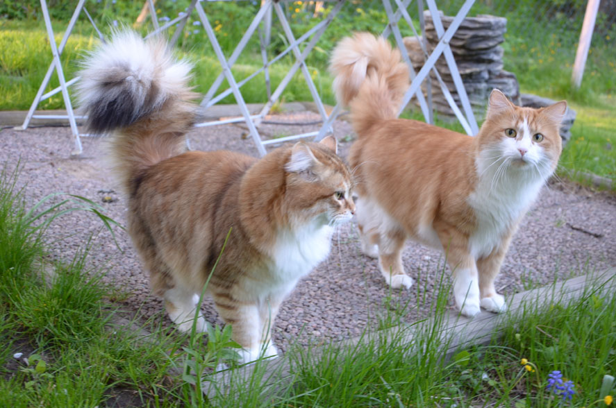 sibirisk katt Klimpen och Mirre