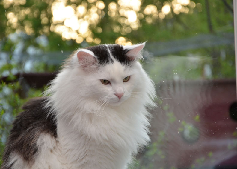 sibirisk katt