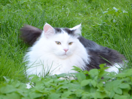 sibirisk kattunge
