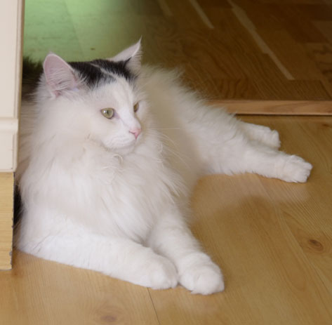 sibirisk katt