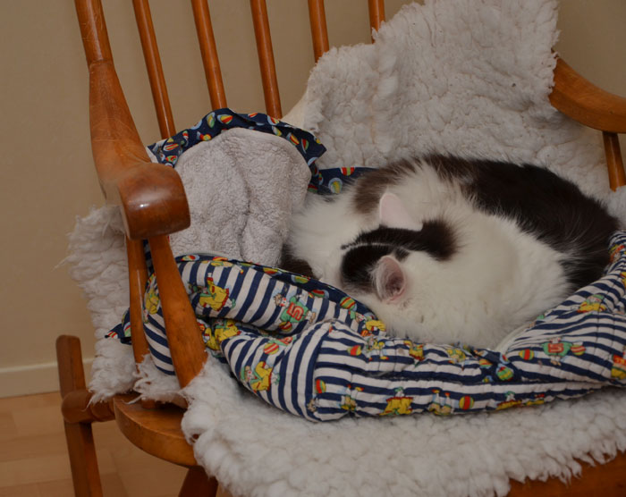 sibirisk katt