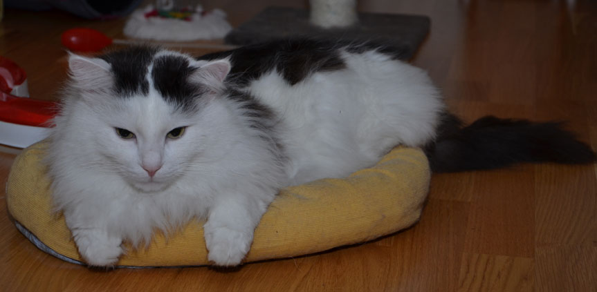 sibirisk katt