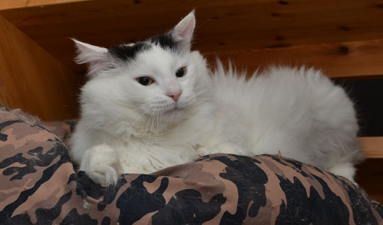Sibirisk katt Junior
