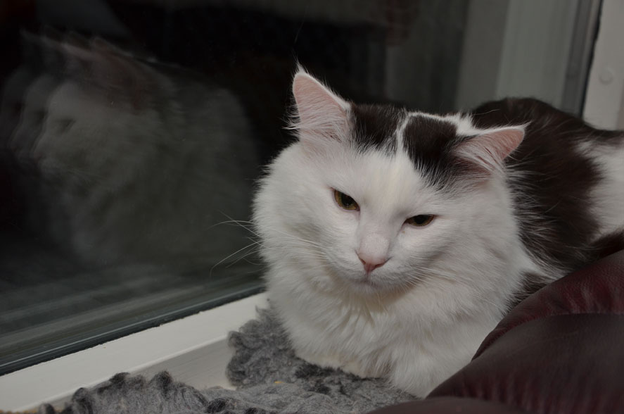 Sibirisk katt unior