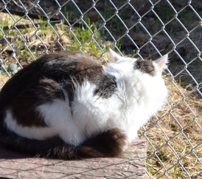 sibirisk katt Junior