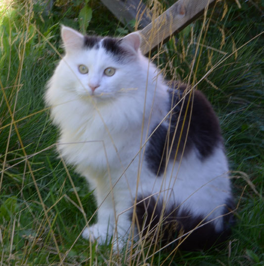 sibirisk katt Junior