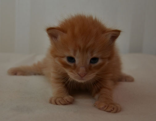 sibirisk katt Prinz