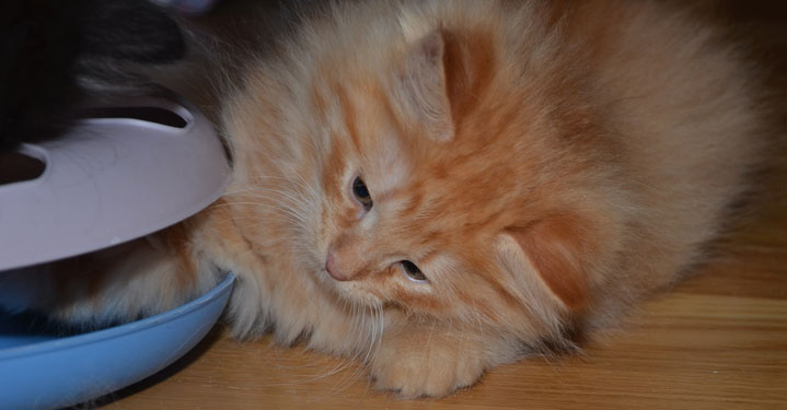sibirisk kattunge Prinz