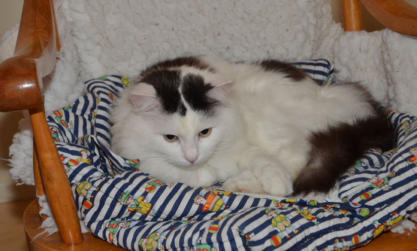 sibirisk katt Junior
