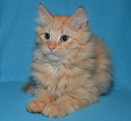 sibirisk kattunge Prinz
