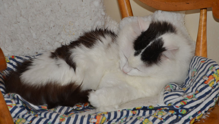 sibirisk katt Junior