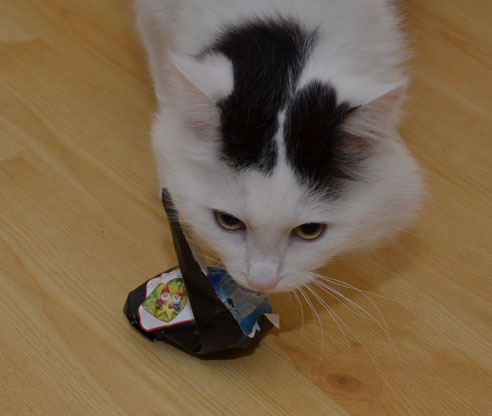 sibirisk katt Junior