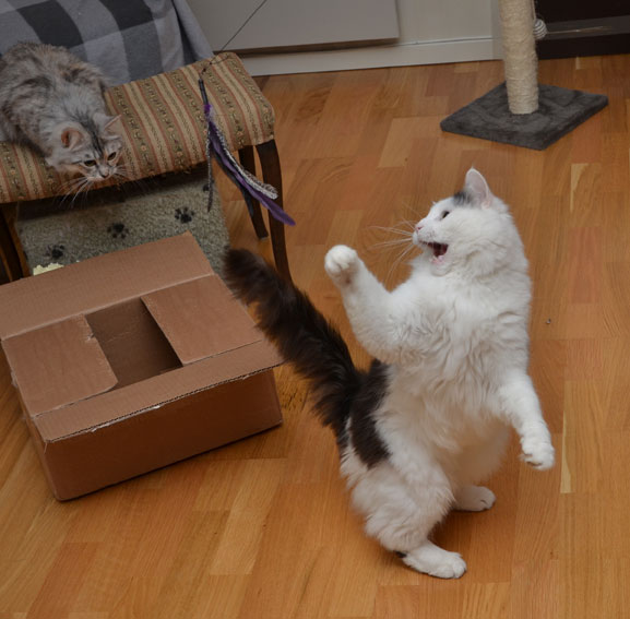 sibirisk katt Junior
