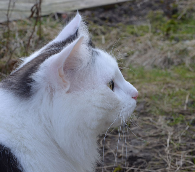 sibirisk katt Junior