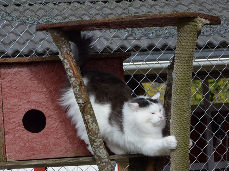 sibirisk katt Junior
