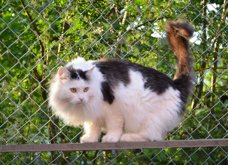 sibirisk katt Junior
