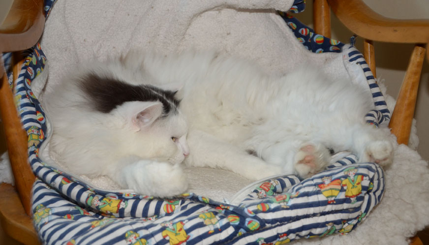 sibirisk katt Junior