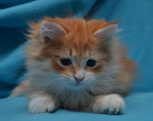 sibirisk kattunge Ulysses