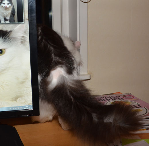 sibirisk katt JUnior
