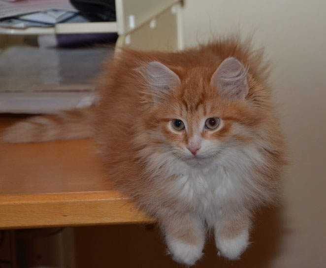 sibirisk kattunge Ulysses