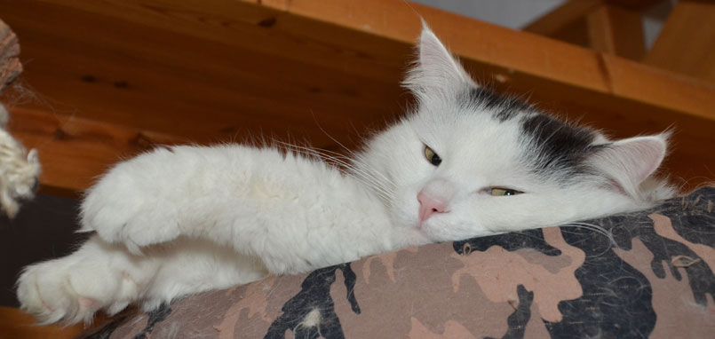 sibirisk katt Junior