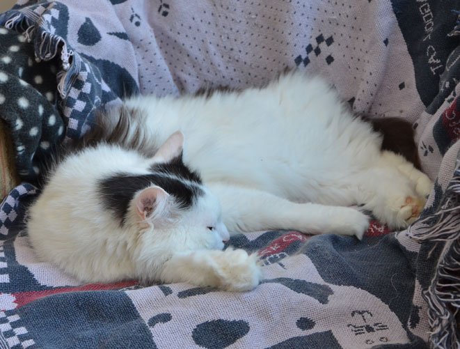 sibirisk katt Junior