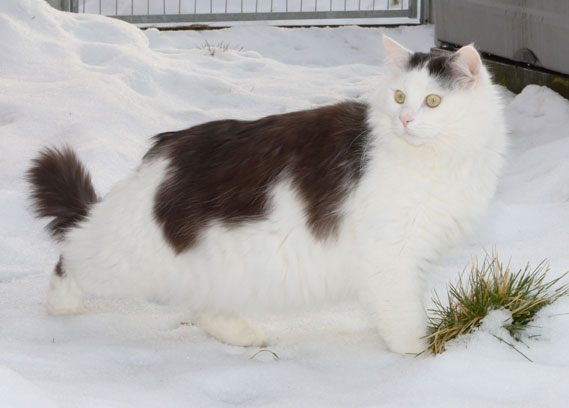 sibirisk katt Junior
