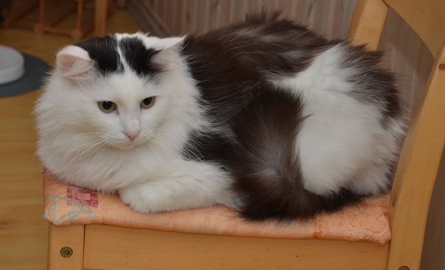 sibirisk katt Junior