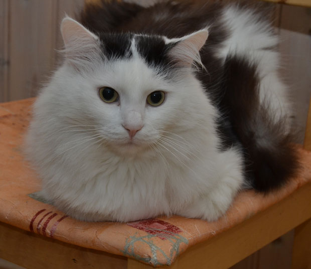 sibirisk katt Junior