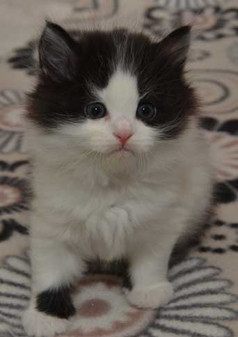 sibirisk kattunge Artemis