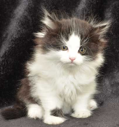 sibirisk kattunge Artemis
