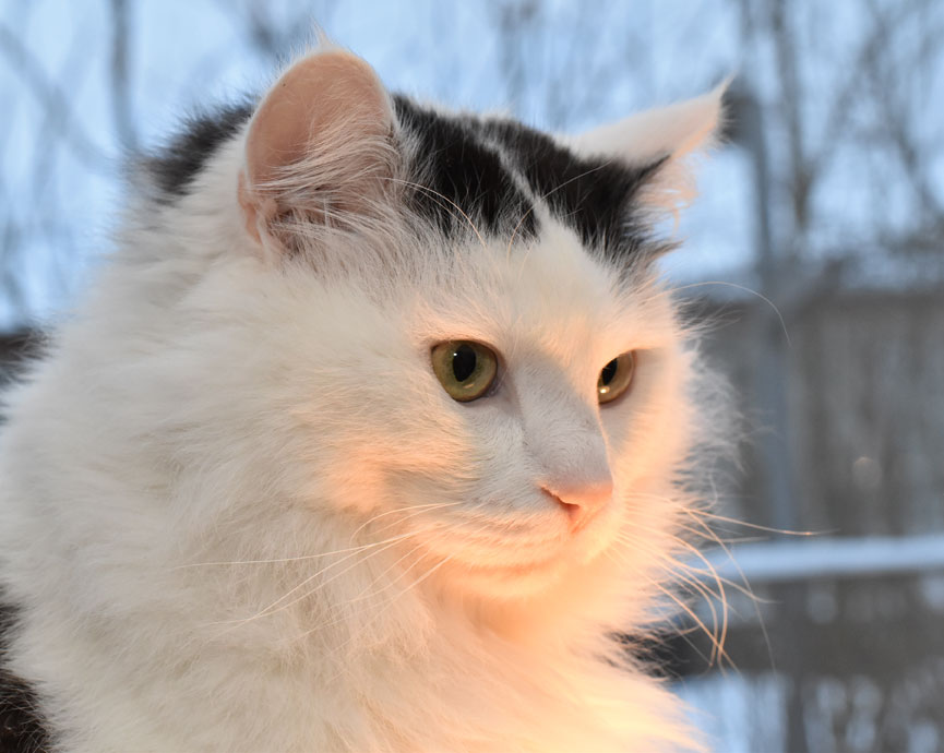 sibirisk katt Junior