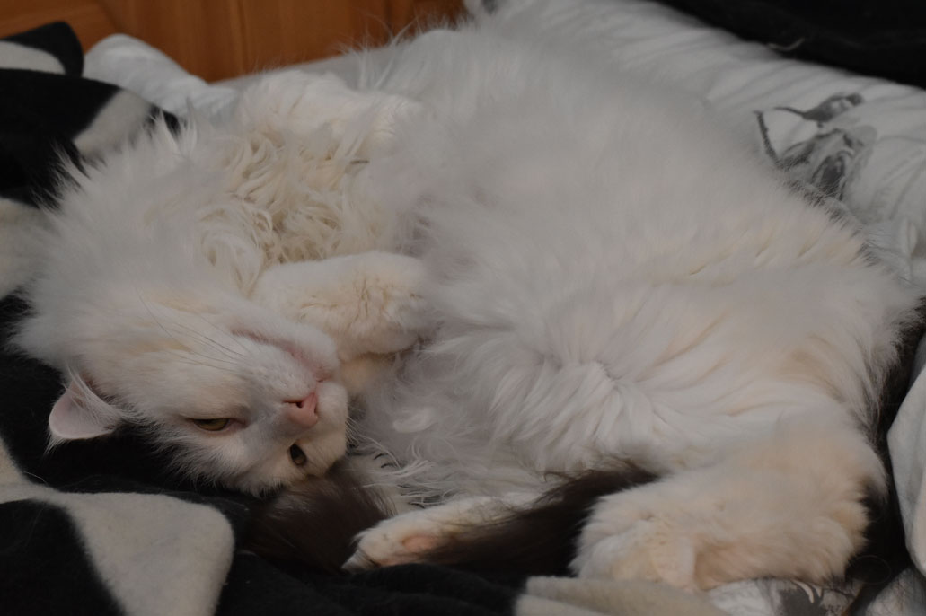 sibirisk katt Junior