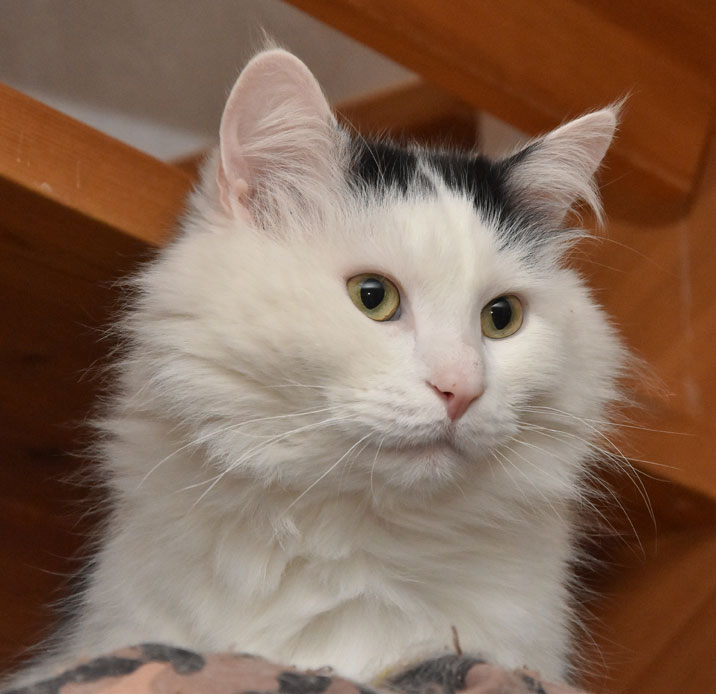 sibirisk katt Junior