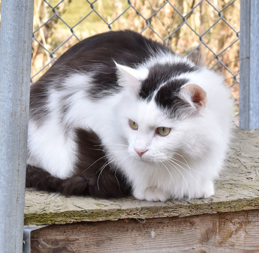 sibirisk katt Junior
